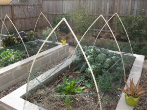 The oweners added netting to keep the birds and bugs out of there veggies. 