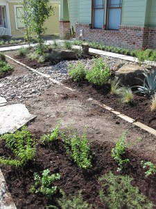 Plants in ready for pea gravel. 