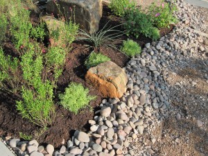When the Mexican sedum fills in it will cascade over the edge of the rocks.