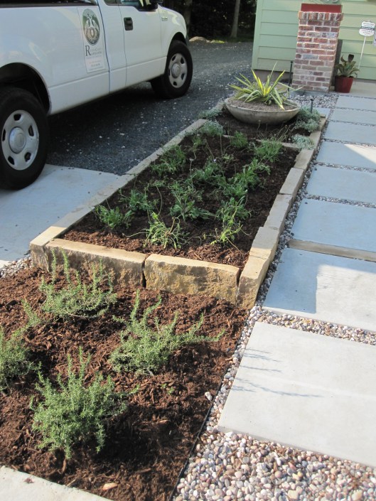 Ledge stone raised bed with starting at the bottom Trailing rosemary, Pincushion Flowers, and Pony foot dicondra around the low bowl.