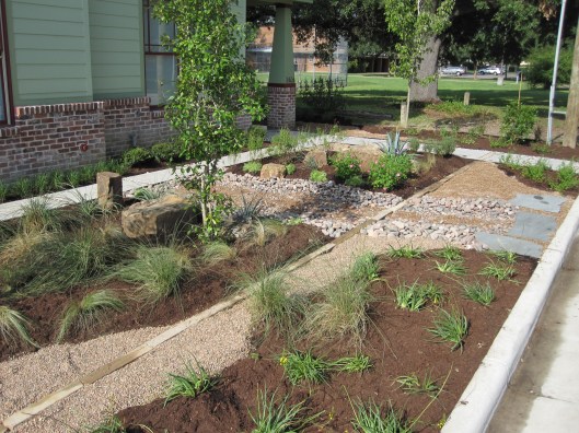 The small trees are possumhaw hollies. 