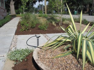 We used the pea gravel as mulch in the low bowl planter.