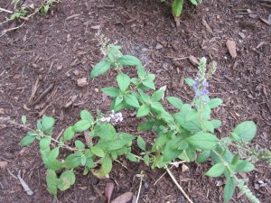 Blue Chip buddleia dwarf