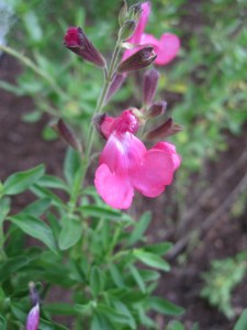 Salvia greggi