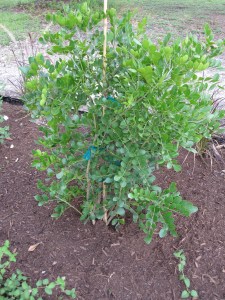 Texas Mountain Laurel 
