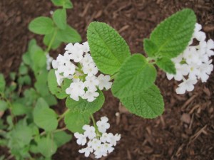 Trailing White lantana