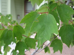 Red Maple, which will be lovely seasonal interest. 