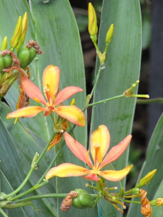 Love how some petals are orange and some yellow.