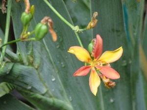 I love the yellow and orange against the sage green leaves.