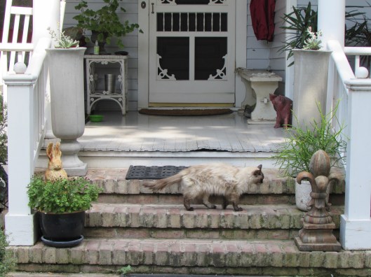 Viola my 16 year old cat photo bombing my shot!