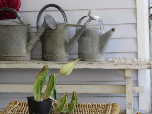 Still waiting for a pot but putting lots of energy in to its bloom. 