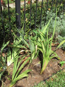 Planted in early July and I can see they are rooting in nicely.