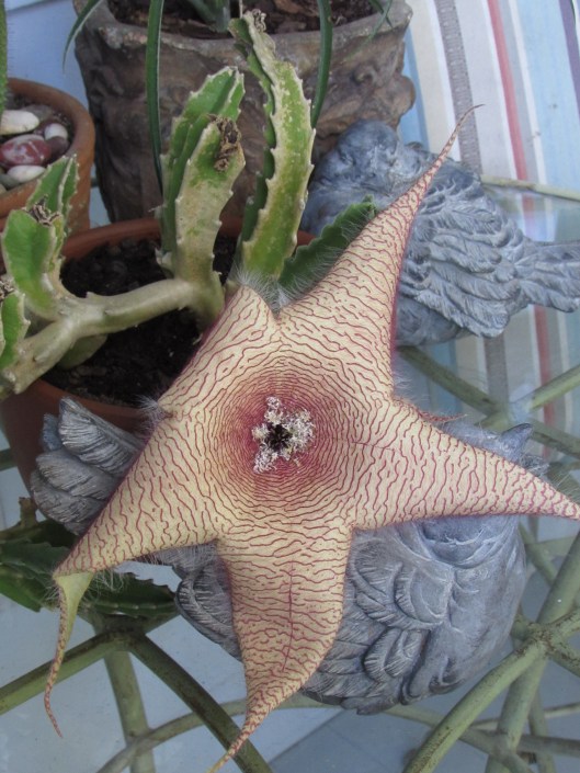 Still doing fine on Sunday!