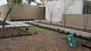 Raised bed with crape myrtles. 