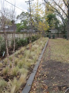 Wax myrtle privacy hedge against fence