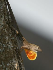 Photographer: Hans Hillewaert Source: http://en.wikipedia.org/wiki/File:Anolis_sagrei - See more at: http://www.tsusinvasives.org/database/brown-anole.html#sthash.H55oB2Kl.dpuf