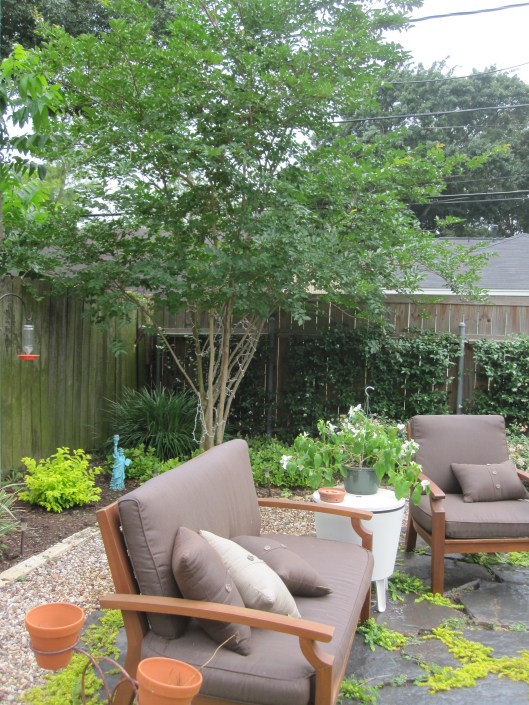 The crape myrtle is filling out nicely after a year. 
