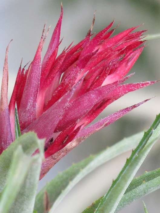 Aechmea recurvata var. recurvata
