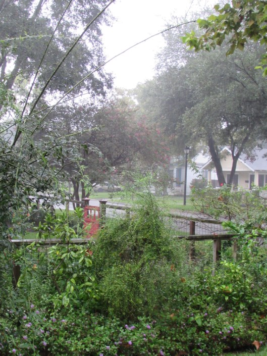 The citrus trees I am trying to make into a hedge.