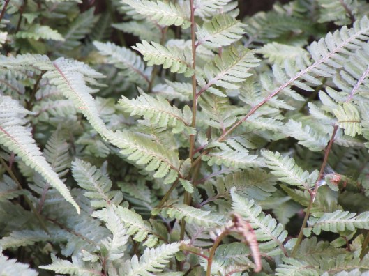 Japanese Painted Fern