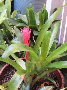 Aechmea (pronounced EEK-me-uh) genus may be a good place to start. Aechmea is a genus of plants found in the Bromeliaceae family. Aechmea gets its name from a Greek word meaning “spear tip”.