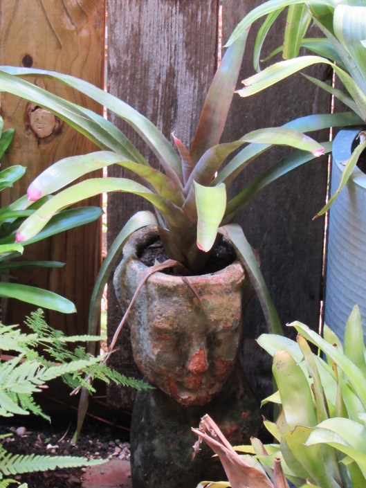 A little brown-gray anoles.