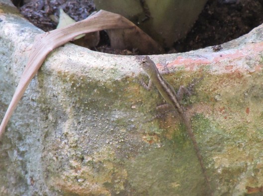 Brown anole.