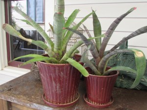 Painted Fingernail Bromeliad Neoregelia spectabilis