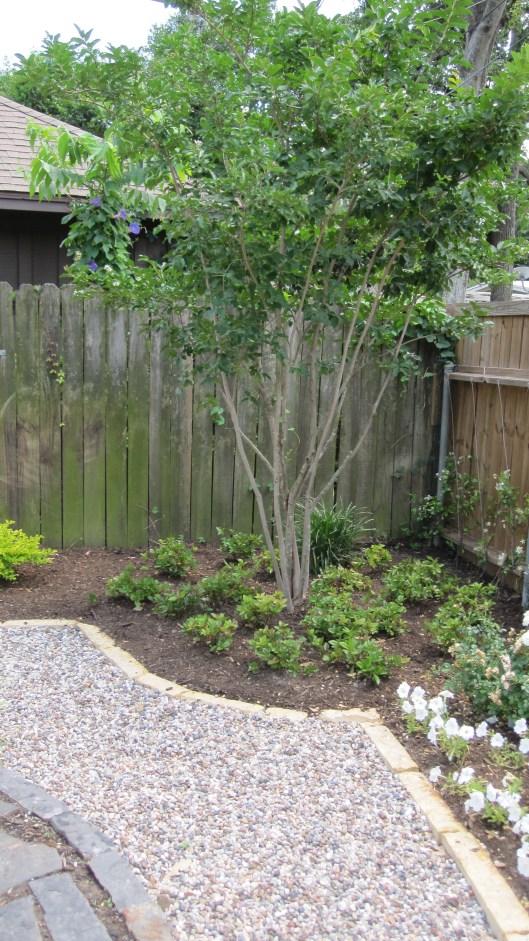 Natchez Crape myrtle