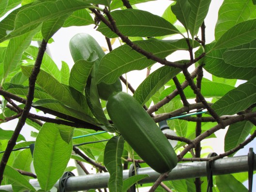 Madagascar Jasmine Botanical Name: Stephanotis floribunda