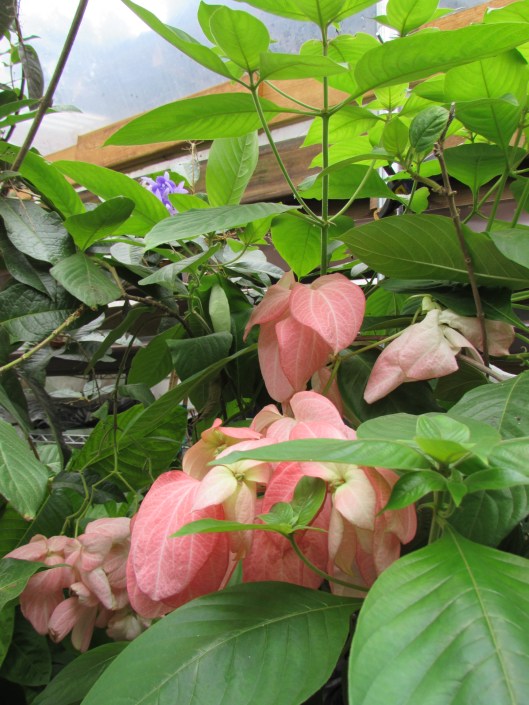 Musenda Tropical Poinsettia