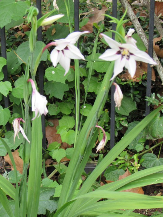 Acidanthera bicolor, Peacock Orchid