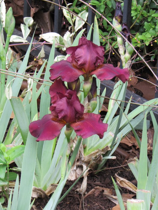 Re-blooming Bearded Iris Bernice's Legacy