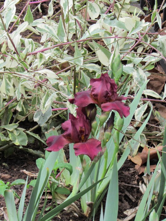 Iridaceae germanica Bernice's Legacy 