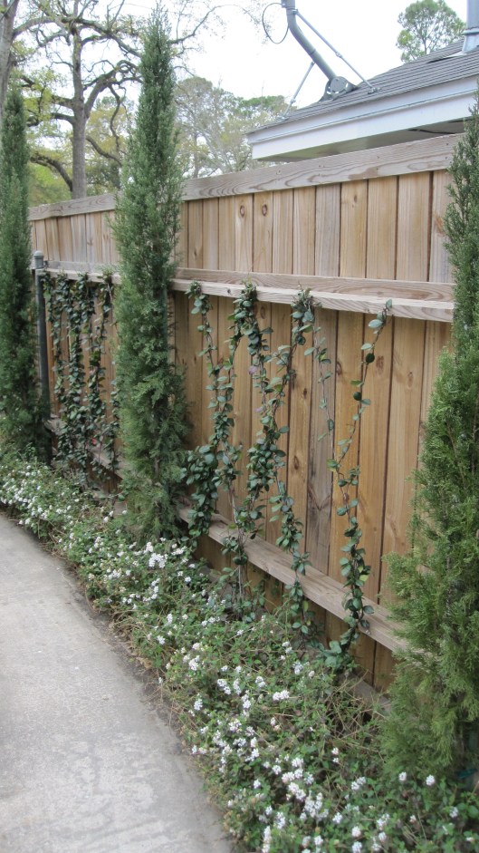 Star jasmine vines,Italian cypress and white trailing lantana. 