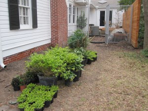 Plants lined up and ready to go.