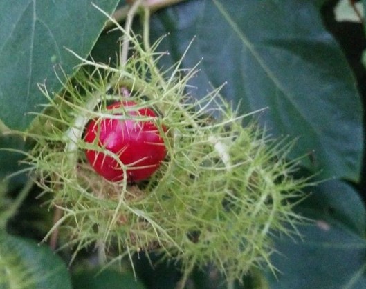 1794509_10204208396624156_4448055115271006635_n