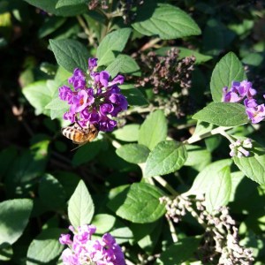 bluechip buddleia fb