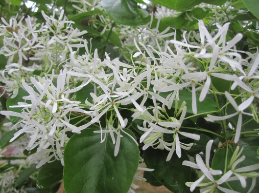 Blooms on the Chinese fringe tree. 