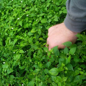 Here is a shot of Shawn picking some peppers to give you a sense of scale. 