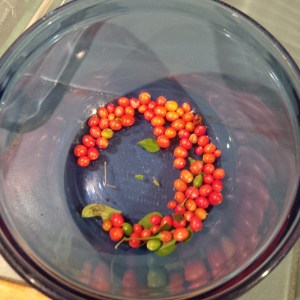 Harvested Chili Pequin peppers.