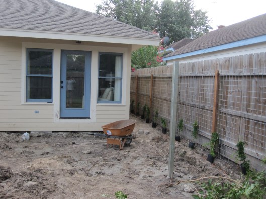 Lattice up and Tangerine crossvines planted.