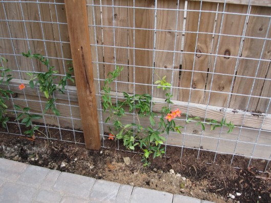 The Tangerine crossvine started blooming almost as soon as we put them in the ground.