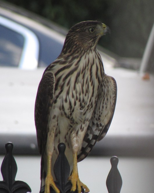 Wouldn't it be cool if it was a Raven?