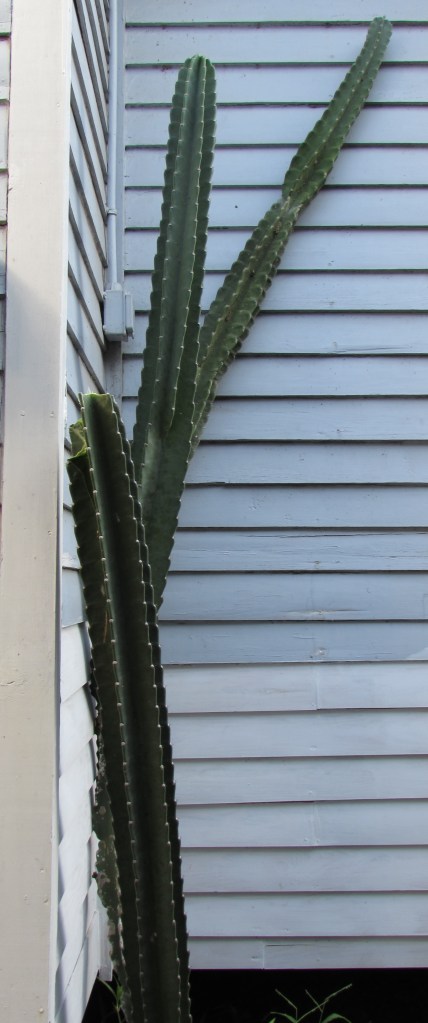 And just this morning when I went to take a picture of the whole cacti I found it is missing an arm.