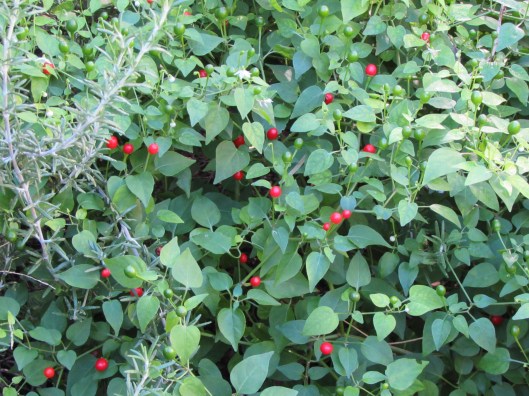 Chili Pequin bush. 