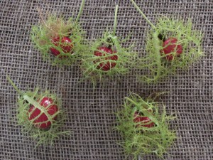 Seed pods we collected.