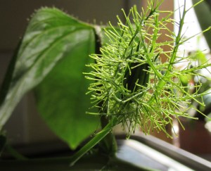 Bud in one of the cages. I am sure there is a botanical term for them but I couldn't find it. 