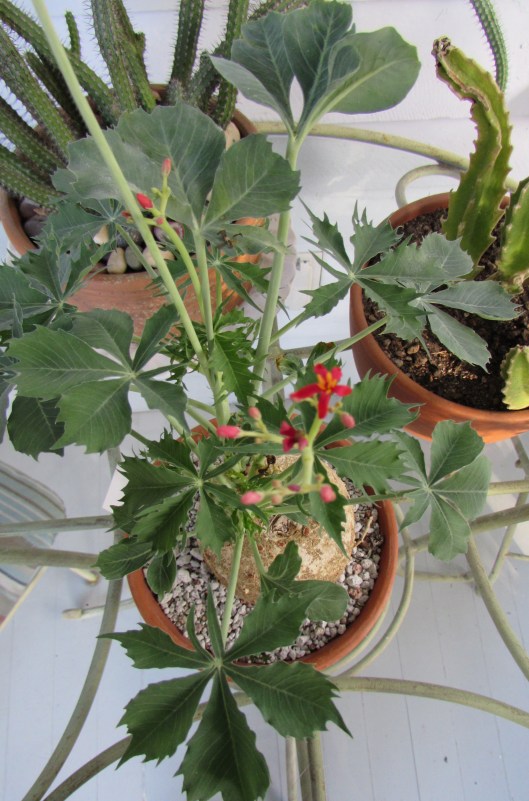 Top down view to see the leaves better.