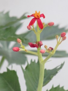 These flowers are about 1/4 inch in size.